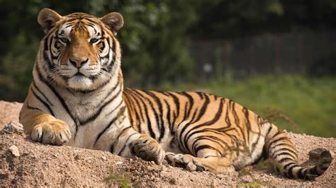 Asian Tigers .